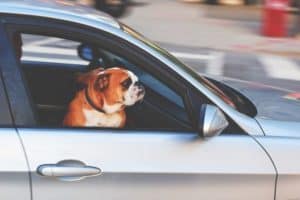 Distracted Driving caused by Pets